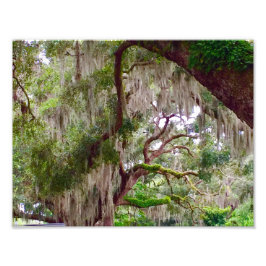 Green Stillness – Mossy Oak in a Tranquil Forest Fototryck