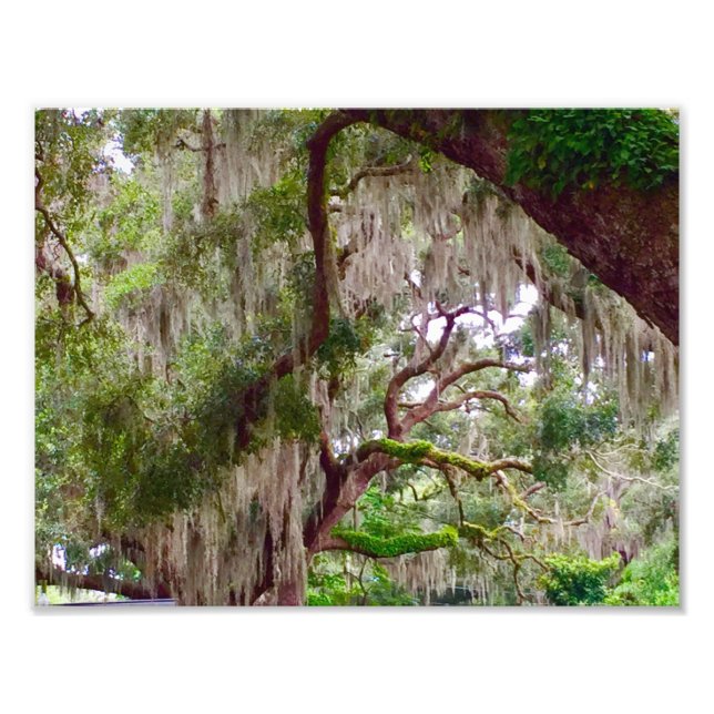 Green Stillness – Mossy Oak in a Tranquil Forest Fototryck (Framsidan)