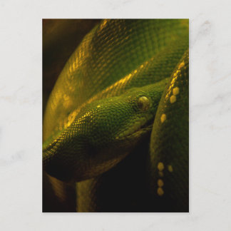 green tree python eye vykort