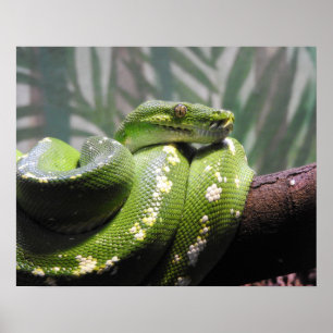 Green Tree Python Poster