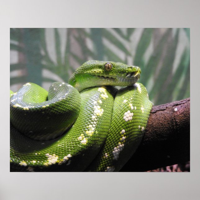 Green Tree Python Poster (Framsidan)