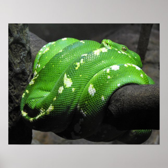 Green Tree Python Poster (Framsidan)