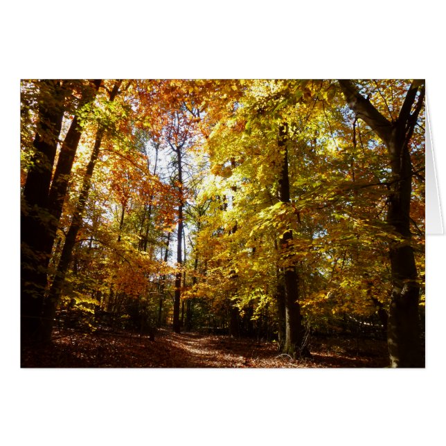 Greenbelt Park i Fall II Maryland Nature Scene Hälsningskort (Framsidan Horizontal)