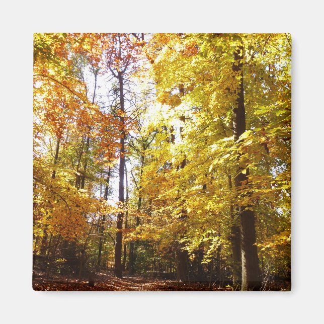 Greenbelt Park i Fall II Maryland Nature Scene Magnet (Framsidan)