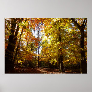 Greenbelt Park i Fall II Maryland Nature Scene Poster