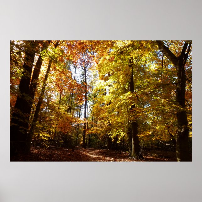 Greenbelt Park i Fall II Maryland Nature Scene Poster (Framsidan)