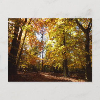 Greenbelt Park i Fall II Maryland Nature Scene Vykort