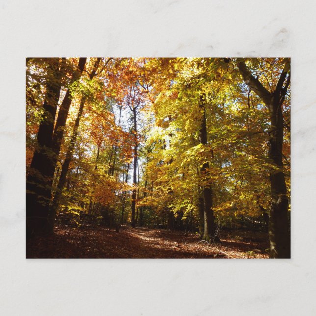 Greenbelt Park i Fall II Maryland Nature Scene Vykort (Framsida)