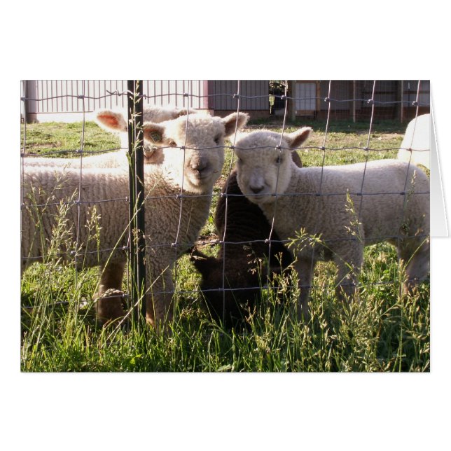 Greener Grass? Hälsningskort (Framsidan Horizontal)