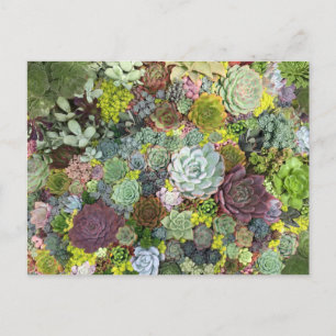 Greenery Succulents Vykort