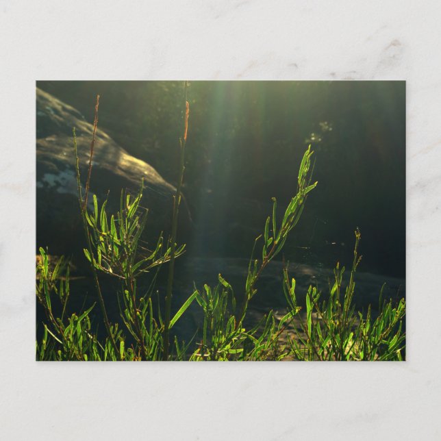 Greenery Vykort (Framsida)