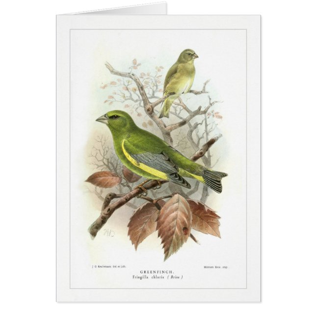 Greenfinch Hälsningskort (Framsidan)