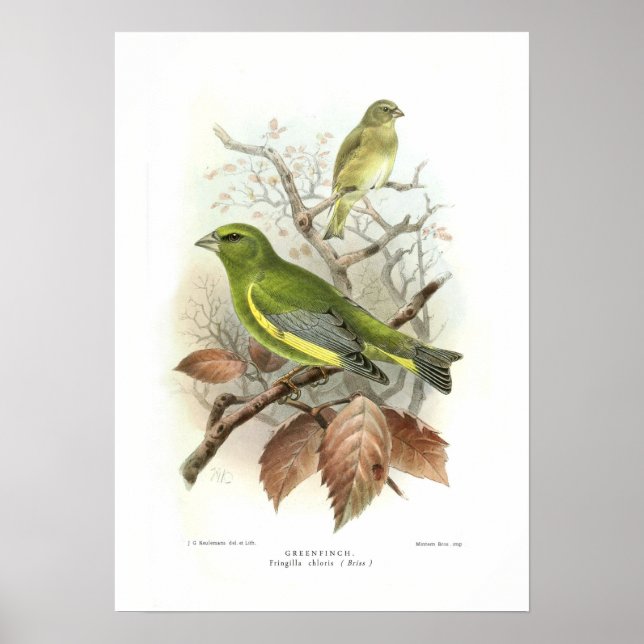 Greenfinch Poster (Framsidan)