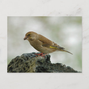 Greenfinch-vykort Vykort