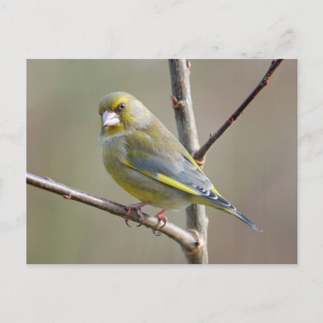 Greenfinch-vykort Vykort (Framsida)