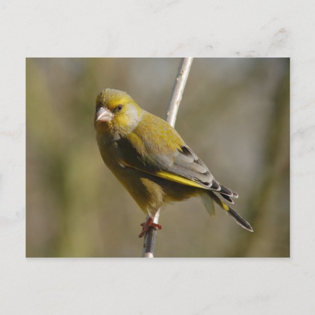 Greenfinch-vykort Vykort (Framsida)
