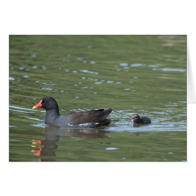 Greenhill Moorhens OBS Kort (Framsidan Horizontal)