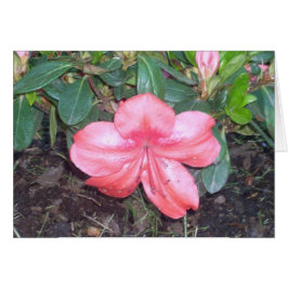 Greenhouse Flowers Nine Hälsningskort
