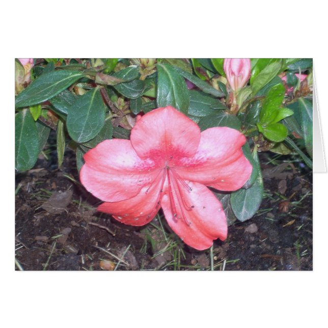 Greenhouse Flowers Nine Hälsningskort (Framsidan Horizontal)