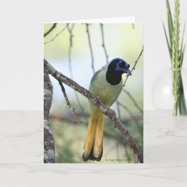 Greenjay-2 Kort (Framsida)