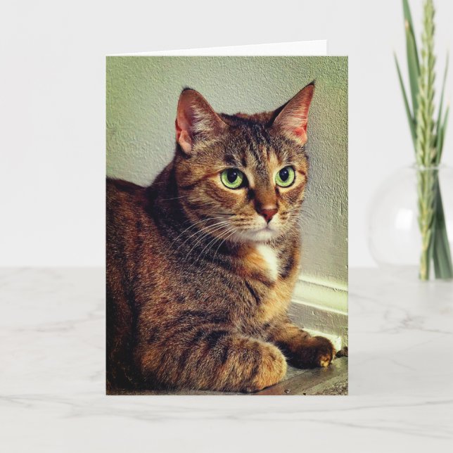 Greeting Card Brown Tabby katt Kort (Framsida)