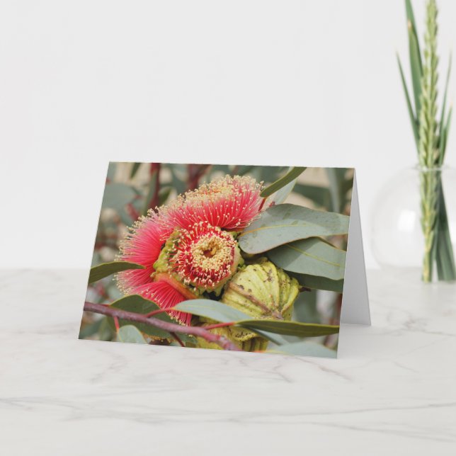 GREETING CARD - Native Australian Eucalyptus Kort (Framsida)