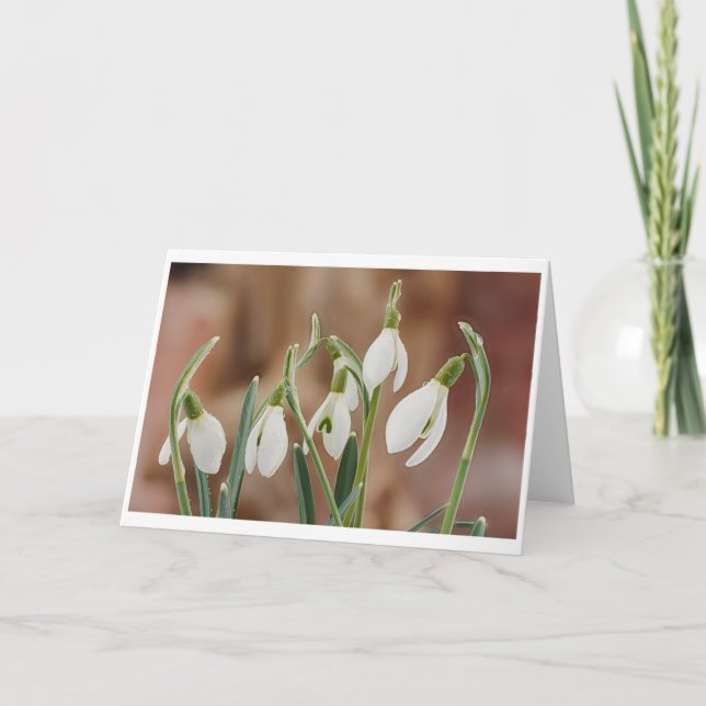 greeting card snowdrop without text kort (Framsida)