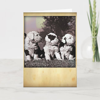 Greeting Card stil Engelska fårhundar Kort