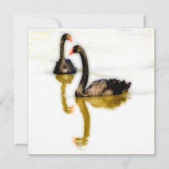 Greeting Card with two black swans on water Kort (Framsida)