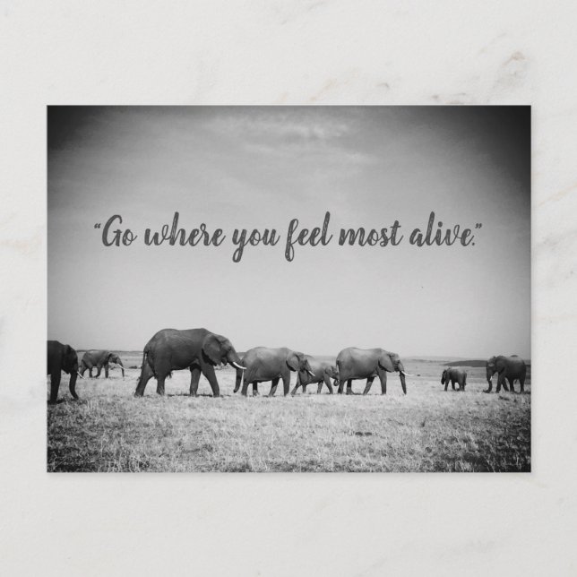 Greetingkort för Elefantgenerationer Vykort (Framsida)