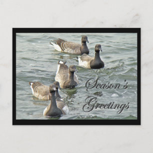 Greetings Series of Atlantic Brant Geese Helg Vykort