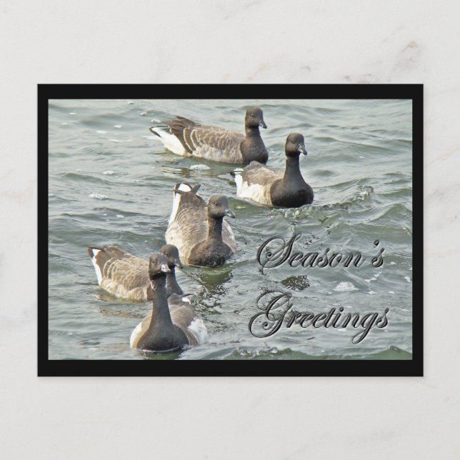 Greetings Series of Atlantic Brant Geese Helg Vykort (Framsida)