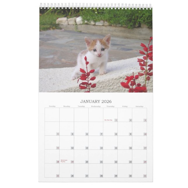 Grekiska katter kalender (Jan 2026)