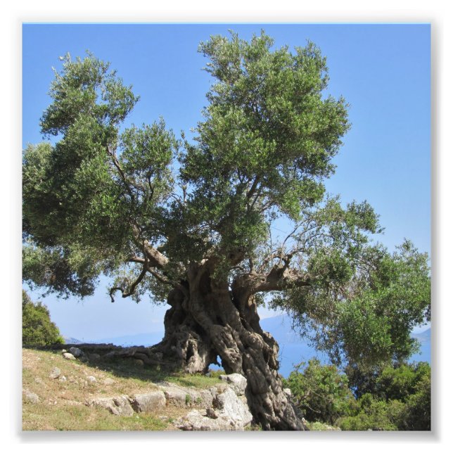Grekiska Olive Träd (Kefalonia) Fototryck (Framsidan)