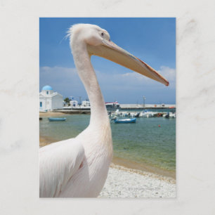 Grekland, Cyklaöarna, Mykonos, Pelican på Vykort