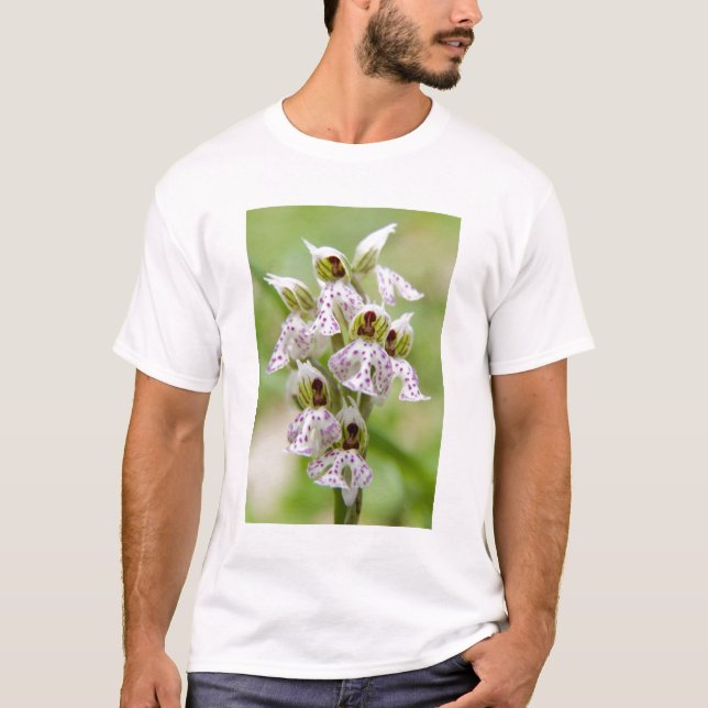 Grekland, Kreta. Orchid i blomman Orchis Tee (Framsida)