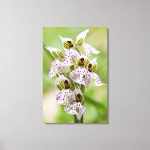 Grekland, Kreta. Orkidé i blom Orchis Canvastryck
