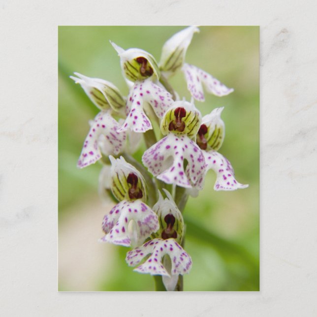 Grekland, Kreta. Orkidé i blom Orchis Vykort (Framsida)
