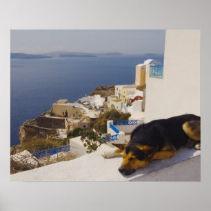 Grekland, Santorini-ön, Oia City, hund sov Poster