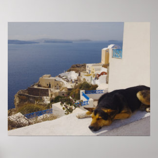 Grekland, Santorini-ön, Oia City, hund sov Poster