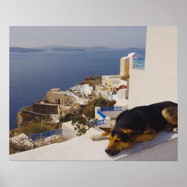 Grekland, Santorini-ön, Oia City, hund sov Poster (Framsidan)