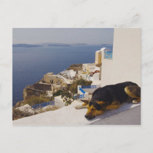 Grekland, Santorini-ön, Oia City, hund sov Vykort