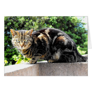 Gremlin-kortet i tabby katt hälsningskort