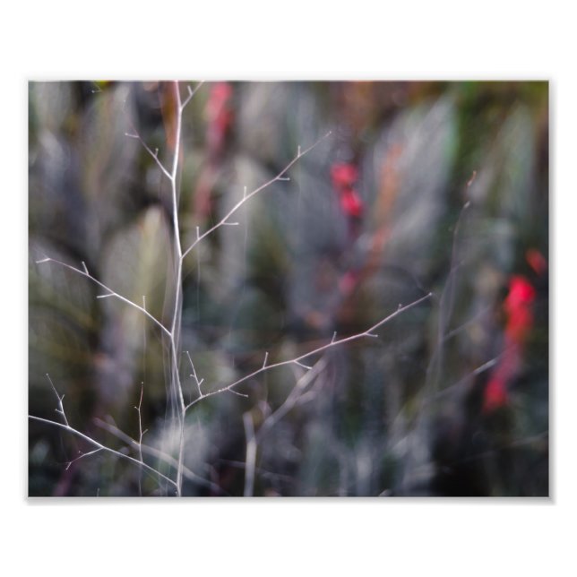 gren abstrakt-foto fototryck (Framsidan)