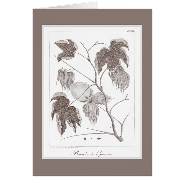 Gren av bomullsväxten - nätt antika Enraving Hälsningskort (Framsidan)