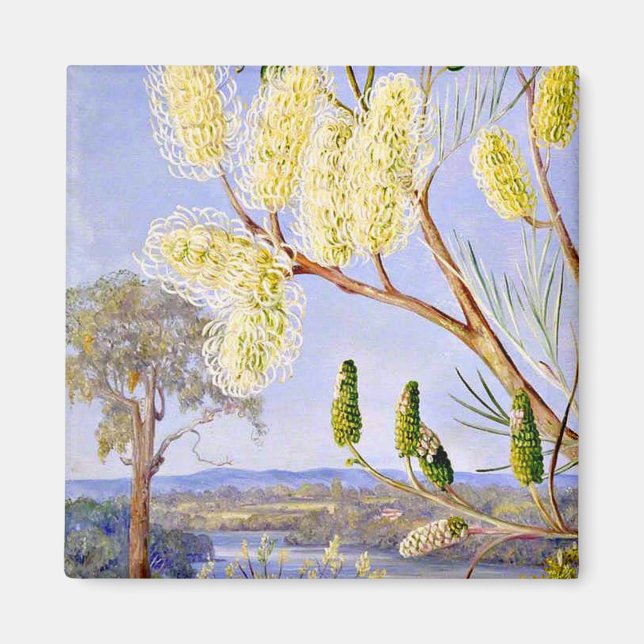 Gren i Grevillea och View vid floden Svan, Magnet (Framsidan)