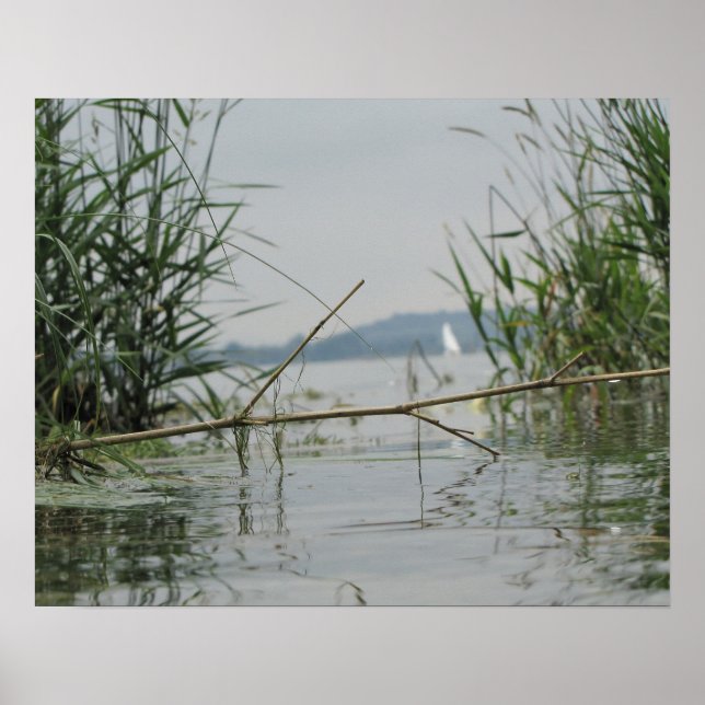 Gren i Shallow Vatten Poster (Framsidan)