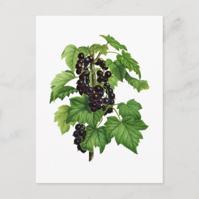 Gren med svart vinbärsfrukt vykort (Framsida)