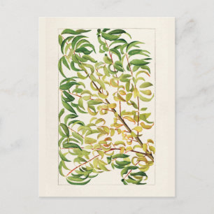 Gren om persikor (Prunus Persica) Vykort