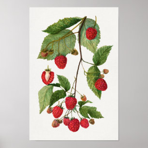 Gren vid färgmålning av Blackberry Fruit Watercolo Poster